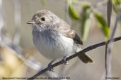 Tawny-crowned Pygmy-tyrant, Mucugê, Bahia, Brazil, October 2008 - click for larger image