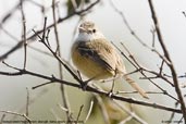 Rufous-sided  Pygmy-tyrant, Mucugê, Bahia, Brazil, October 2008 - click for larger image