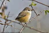 Rufous-sided  Pygmy-tyrant, Mucugê, Bahia, Brazil, October 2008 - click for larger image