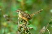 Rufous-sided  Pygmy-tyrant, BA 349 Road, Bahia, Brazil, February 2002 - click for larger image