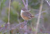 Rufous-sided  Pygmy-tyrant, Mucugê, Bahia, Brazil, July 2002 - click for larger image