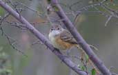 Rufous-sided  Pygmy-tyrant, Mucugê, Bahia, Brazil, August 2002 - click for larger image