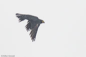 Orange-breasted Falcon, Tikal, Guatemala, March 2015 - click on image for a larger view