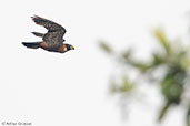 Orange-breasted Falcon, Tikal, Guatemala, March 2015 - click on image for a larger view