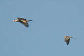 Aplomado Falcon chasing Southern Caracara, Aguas de São Pedro, São Paulo, Brazil, August 2004 - click for larger image