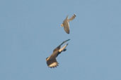 Aplomado Falcon chasing Southern Caracara, Aguas de São Pedro, São Paulo, Brazil, August 2004 - click for larger image