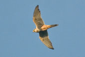 Aplomado Falcon, Aguas de São Pedro, São Paulo, Brazil, August 2004 - click for larger image