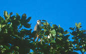 Aplomado Falcon, Emas, Goiás, Brazil, April 2001 - click for larger image