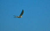 Aplomado Falcon, Emas, Goiás, Brazil, April 2001 - click for larger image