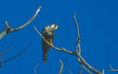 Aplomado Falcon, Emas, Goiás, Brazil, April 2001 - click for larger image