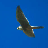 Aplomado Falcon, Emas, Goiás, Brazil, April 2001 - click for larger image