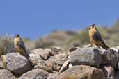 Aplomado Falcon, Lauca NP, Chile, February 2007 - click for larger image