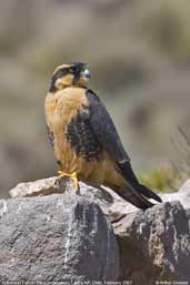 Aplomado Falcon, Lauca NP, Chile, February 2007 - click for larger image