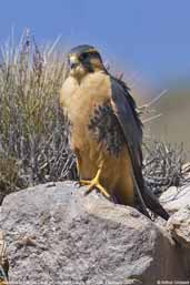 Aplomado Falcon, Lauca NP, Chile, February 2007 - click for larger image