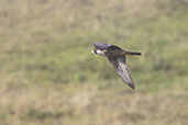 Peregrine Falcon, Yanacocha Reserve, Pichincha, Ecuador, November 2019 - click for larger image