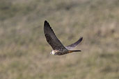 Peregrine Falcon, Yanacocha Reserve, Pichincha, Ecuador, November 2019 - click for larger image