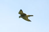 Peregrine Falcon, Murici, Alagoas, Brazil, March 2004 - click for larger image