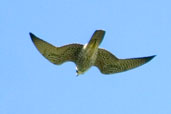 Peregrine Falcon, Murici, Alagoas, Brazil, March 2004 - click for larger image
