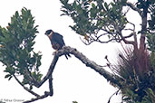 Bat Falcon, Tikal, Guatemala, March 2015 - click for larger image