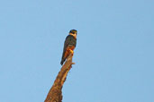 Bat Falcon, Cristalino, Mato Grosso, Brazil, April 2003 - click for larger image