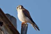 Female pale morph American Kestrel, La Güira, Cuba, February 2005 - click for larger image