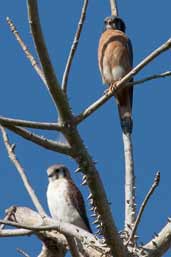 Male dark morph and female pale morph American Kestrel, Soplillar, Zapata Swamp, Cuba, February 2005 - click for larger image