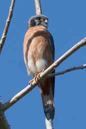 Male dark morph American Kestrel, Soplillar, Zapata Swamp, Cuba, February 2005 - click for larger image