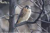 Female American Kestrel, Robinson Crusoe Island, Chile, January 2007 - click for larger image