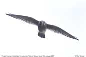 Female American Kestrel, Robinson Crusoe Island, Chile, January 2007 - click for larger image