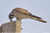Female American Kestrel, Arica, Chile, February 2007 - click for larger image