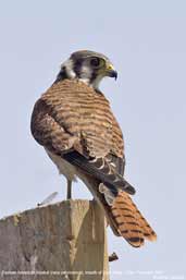 Female American Kestrel, Arica, Chile, February 2007 - click for larger image