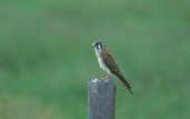 Female American Kestrel, Roraima, Brazil, July 2001 - click for larger image