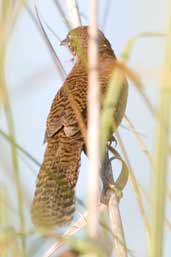 Zapata Wren, Santo Tomás, Zapata Swamp, Cuba, February 2005 - click on image for a larger view