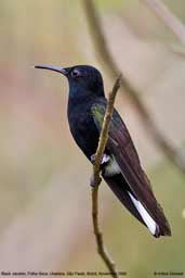 Black Jacobin, Ubatuba, Brazil, November 2006 - click for larger image