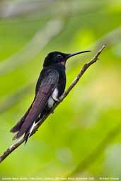 Juvenile Black Jacobin, Ubatuba, Brazil, November 2006 - click for larger image