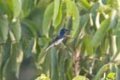 Male White-necked Jacobin, Caxiuan&atilde;, Par&aacute;, Brazil, November 2005 - click for larger image
