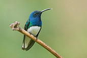 Male White-necked Jacobin, Minca, Magdalena, Colombia, April 2012 - click for larger image