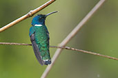 Male White-necked Jacobin, Minca, Magdalena, Colombia, April 2012 - click for larger image