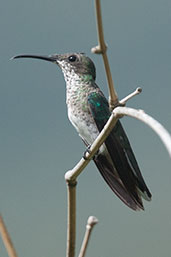 Female White-necked Jacobin, Minca, Magdalena, Colombia, April 2012 - click for larger image