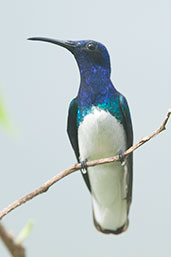 Male White-necked Jacobin, Minca, Magdalena, Colombia, April 2012 - click for larger image