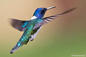 Male White-necked Jacobin, Rio Santiago, Honduras, March 2015 - click for larger image