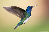 Male White-necked Jacobin, Rio Santiago, Honduras, March 2015 - click for larger image