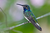 Male White-necked Jacobin, Rio Santiago, Honduras, March 2015 - click for larger image