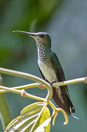 Female White-necked Jacobin, Koepke Hermit Reserve, Peru, September 2018 - click for larger image