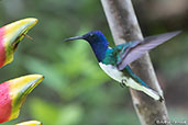 Male White-necked Jacobin, Koepke Hermit Reserve, Peru, September 2018 - click for larger image