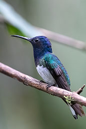 White-necked Jacobin, Setimo Paraiso, Pichincha, Ecuador, November 2019 - click for larger image