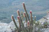 Micranthocereus purpureus, Chapada Diamantina, Bahia, Brazil, July 2002 - click for larger image