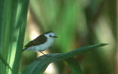 Black-backed Water-tyrant, Marchantaria Island, Amazonas, Brazil, July 2001 - click for larger image