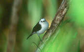 Black-backed Water-tyrant, Marchantaria Island, Amazonas, Brazil, July 2001 - click for larger image