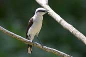 Masked  Water-tyrant, Jaqueira, Pernambuco, Brazil, March 2004 - click for larger image